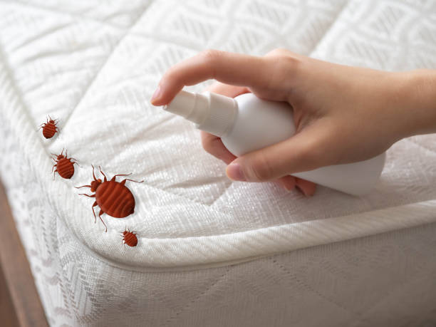 Reliable Utica, NY Pest control Solutions